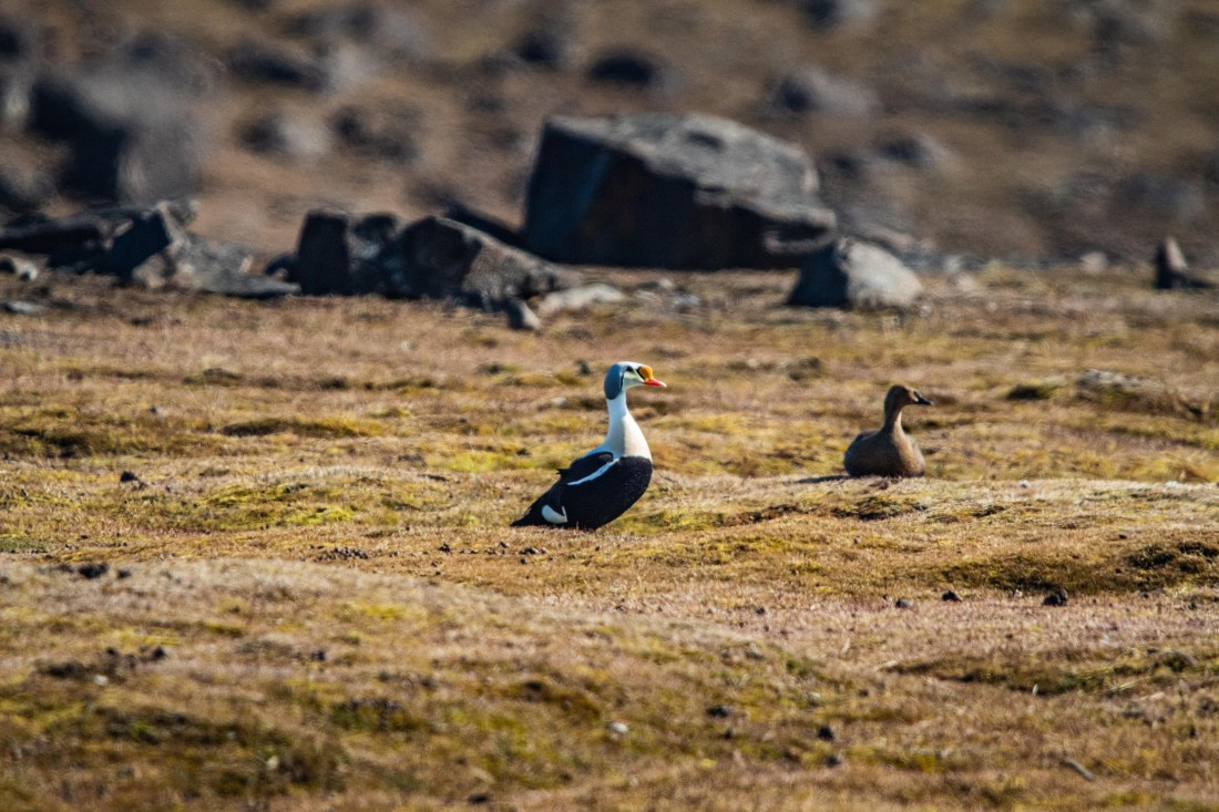 PLA04-24, Day 4, IMG_5819 © Unknown photographer - Oceanwide Expeditions.jpg