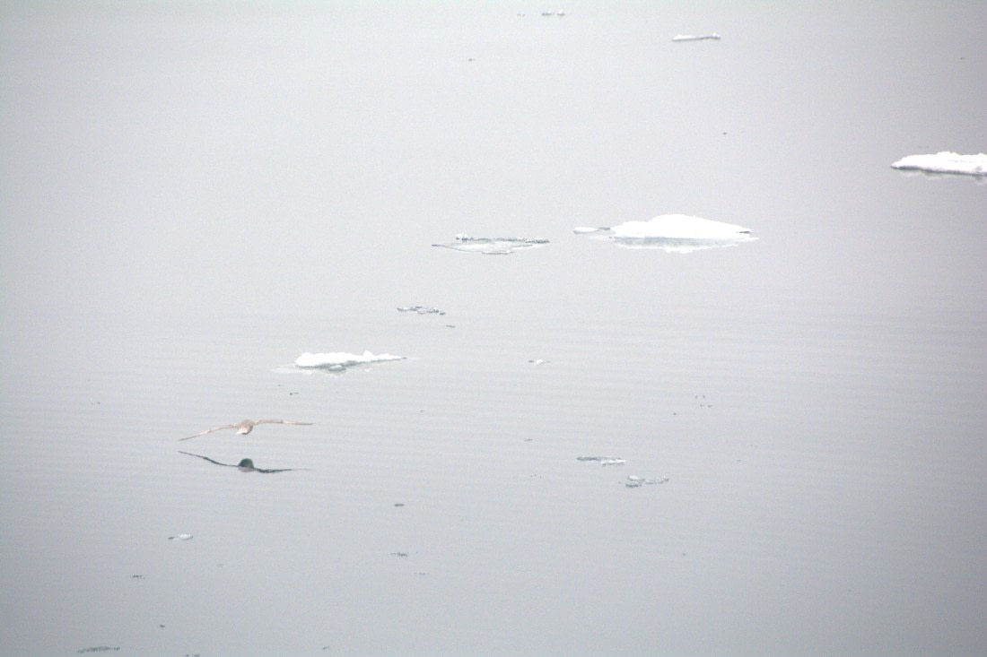 PLA04-24, Day 5, DSC_0507 © Paolo Bellezze - Oceanwide Expeditions.jpg