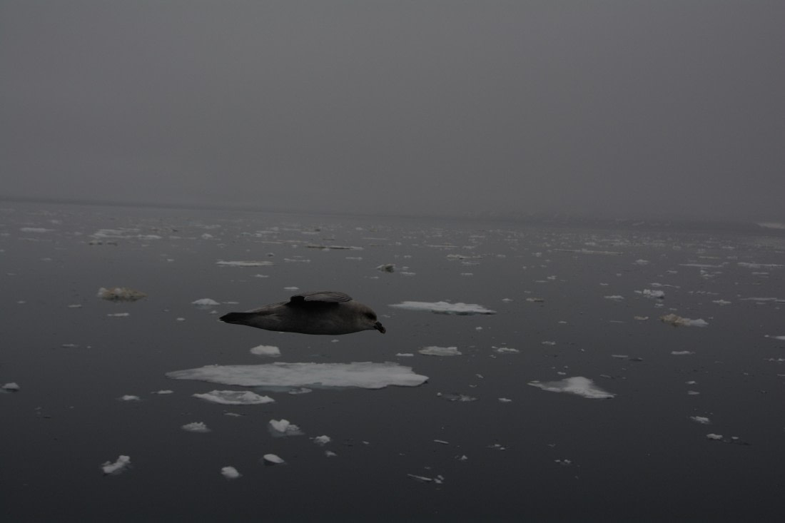 PLA04-24, Day 5, DSC_0516 © Paolo Bellezze - Oceanwide Expeditions.jpg