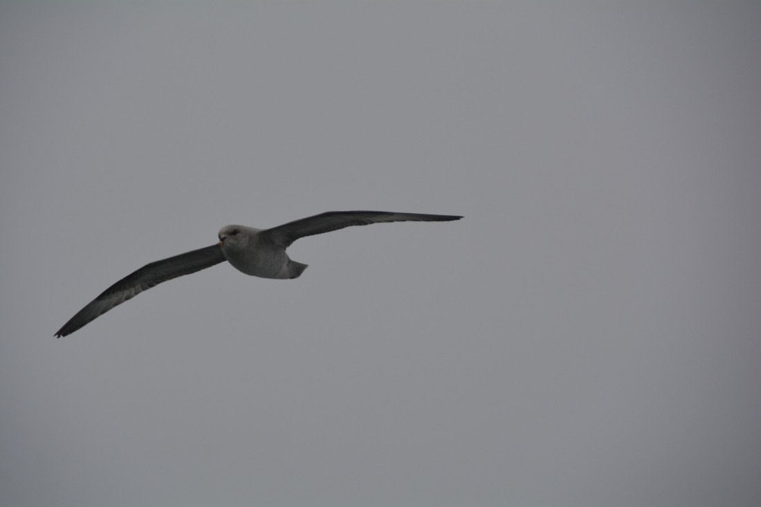 PLA04-24, Day 5, DSC_0526 © Paolo Bellezze - Oceanwide Expeditions.jpg
