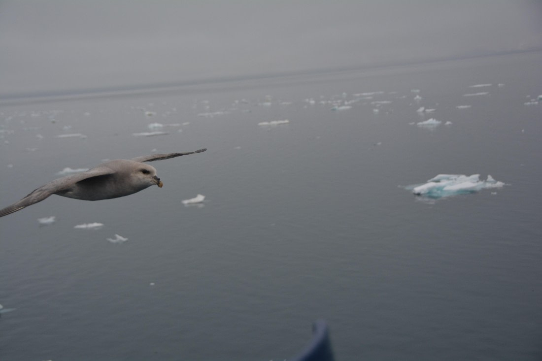 PLA04-24, Day 5, DSC_0528 © Paolo Bellezze - Oceanwide Expeditions.jpg