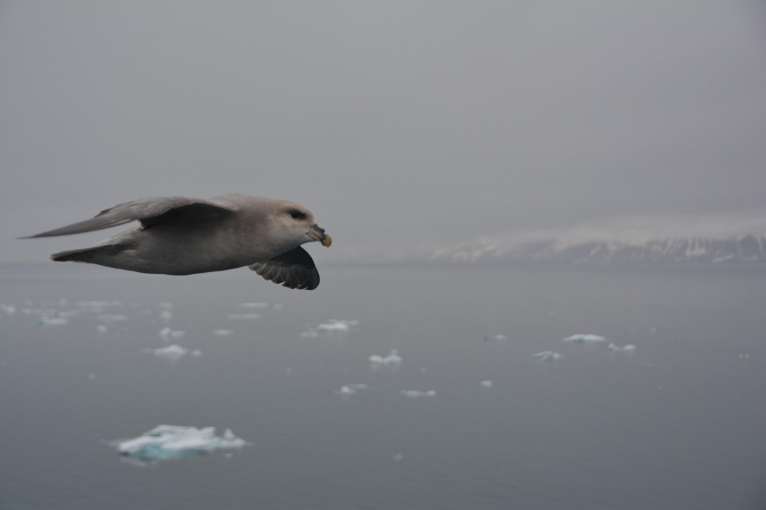 PLA04-24, Day 5, DSC_0530 © Paolo Bellezze - Oceanwide Expeditions.jpg