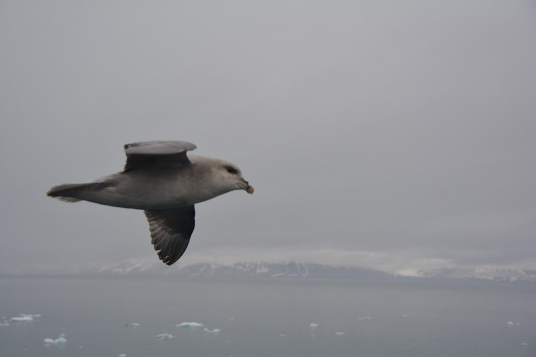 PLA04-24, Day 5, DSC_0531 © Paolo Bellezze - Oceanwide Expeditions.jpg