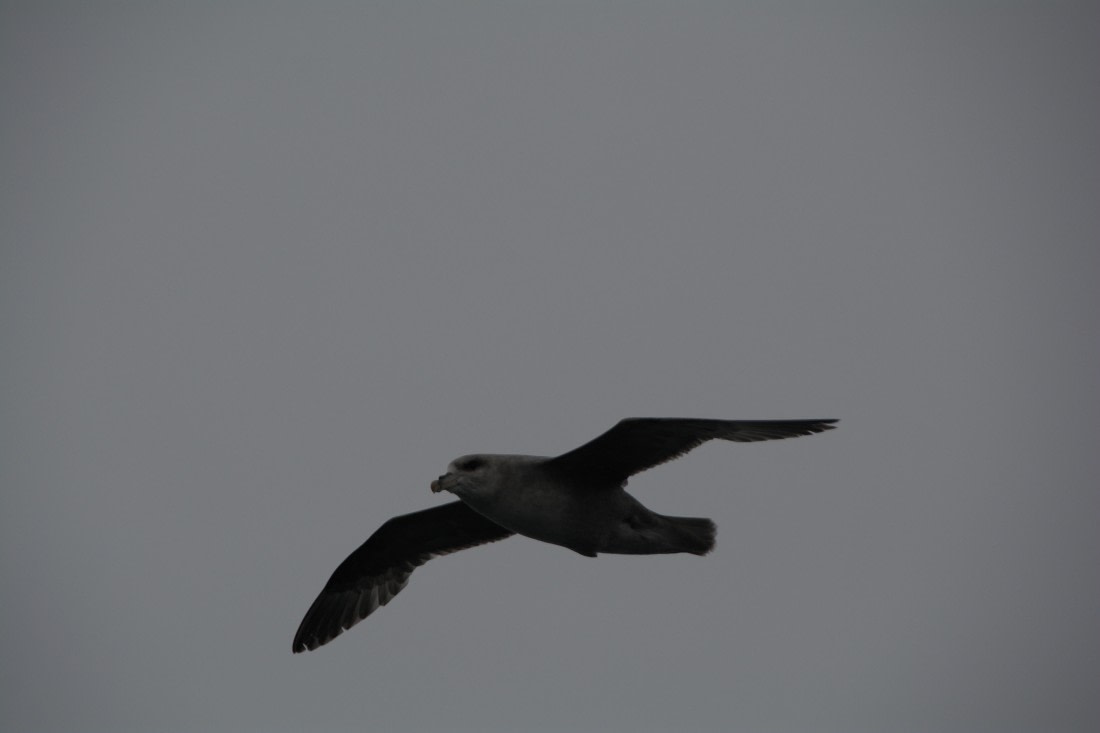 PLA04-24, Day 5, DSC_0538 © Paolo Bellezze - Oceanwide Expeditions.jpg