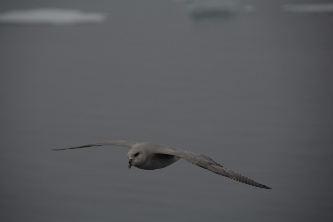 PLA04-24, Day 5, DSC_0541 © Paolo Bellezze - Oceanwide Expeditions.jpg