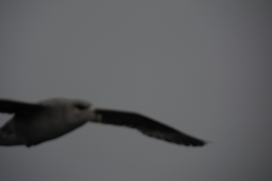 PLA04-24, Day 5, DSC_0547 © Paolo Bellezze - Oceanwide Expeditions.jpg