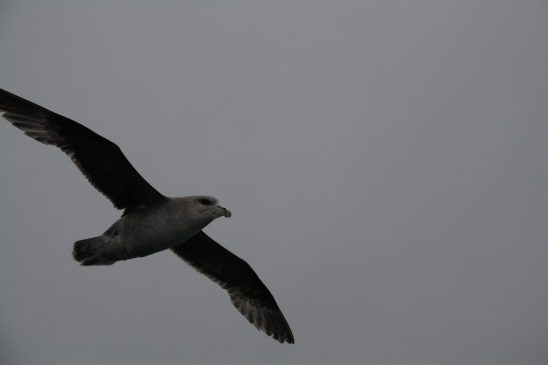 PLA04-24, Day 5, DSC_0551 © Paolo Bellezze - Oceanwide Expeditions.jpg