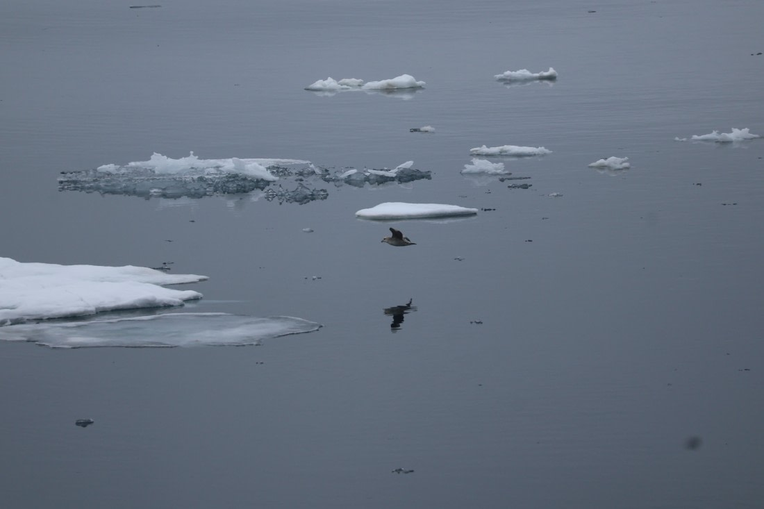 PLA04-24, Day 5, IMG_8845 © Beth Hitchcock - Oceanwide Expeditions.JPG