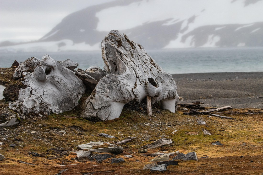 PLA04-24, Day 6, IMG_5942 © Unknown photographer - Oceanwide Expeditions.jpg
