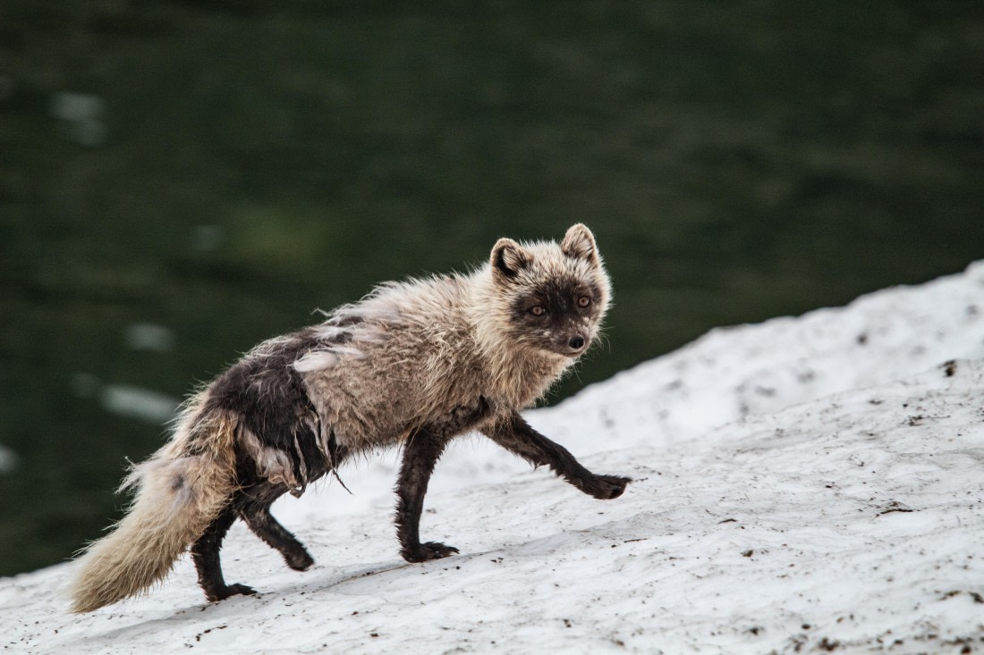 PLA04-24, Day 6, IMG_5970 © Unknown photographer - Oceanwide Expeditions.jpg