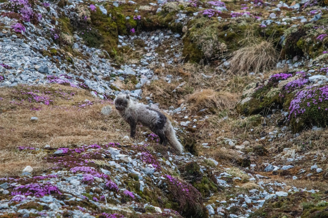 PLA04-24, Day 6, IMG_6009 © Unknown photographer - Oceanwide Expeditions.jpg