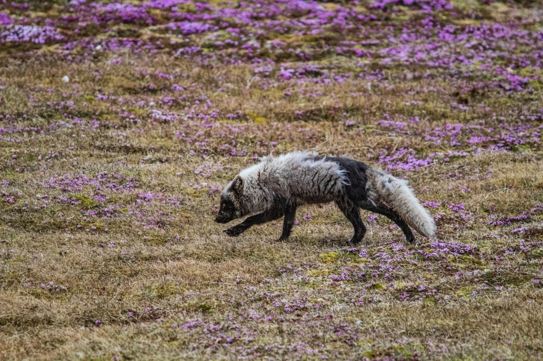 PLA04-24, Day 6, IMG_6015 © Unknown photographer - Oceanwide Expeditions.jpg