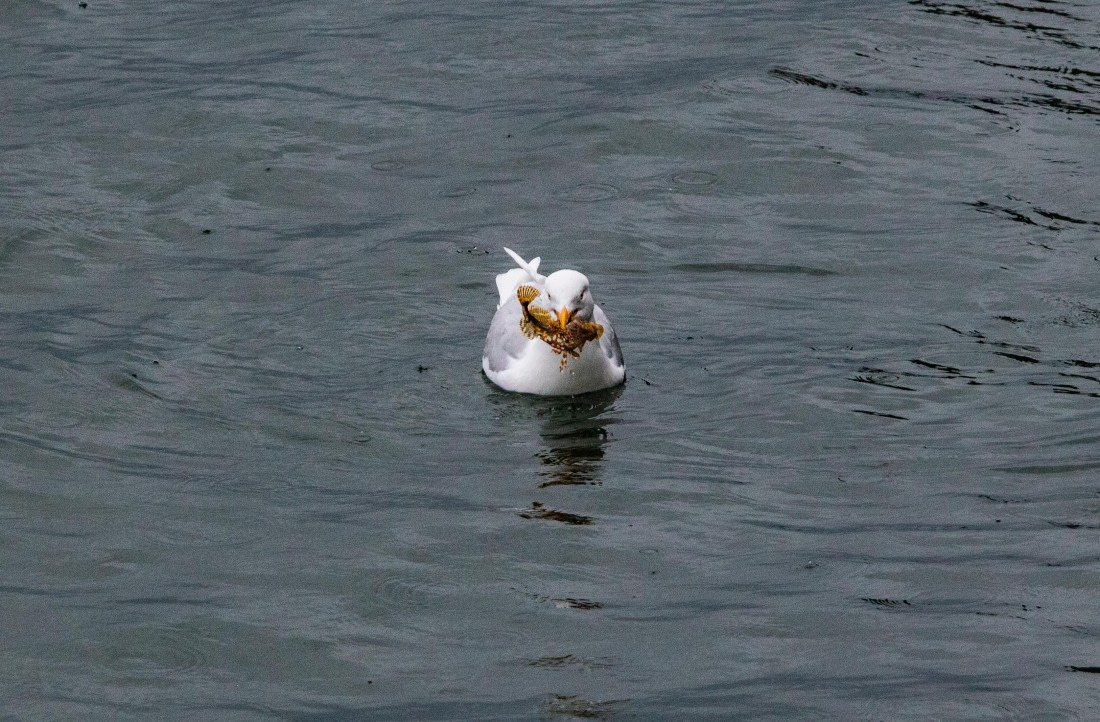 PLA04-24, Day 6, IMG_6035 © Unknown photographer - Oceanwide Expeditions.jpg