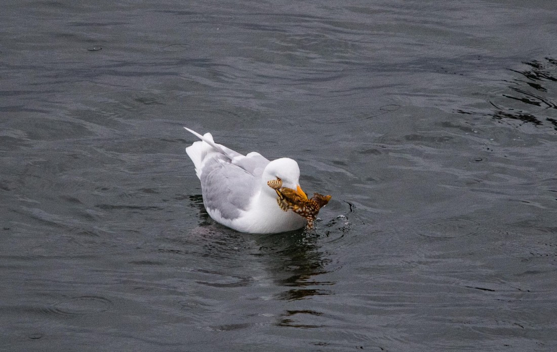 PLA04-24, Day 6, IMG_6037 © Unknown photographer - Oceanwide Expeditions.jpg