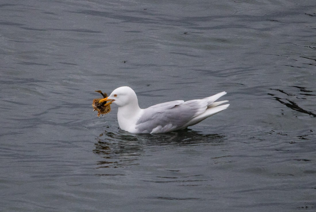 PLA04-24, Day 6, IMG_6040 © Unknown photographer - Oceanwide Expeditions.jpg