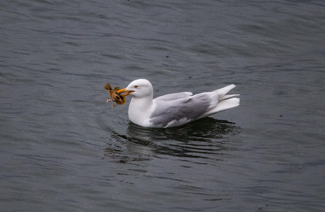 PLA04-24, Day 6, IMG_6042 © Unknown photographer - Oceanwide Expeditions.jpg