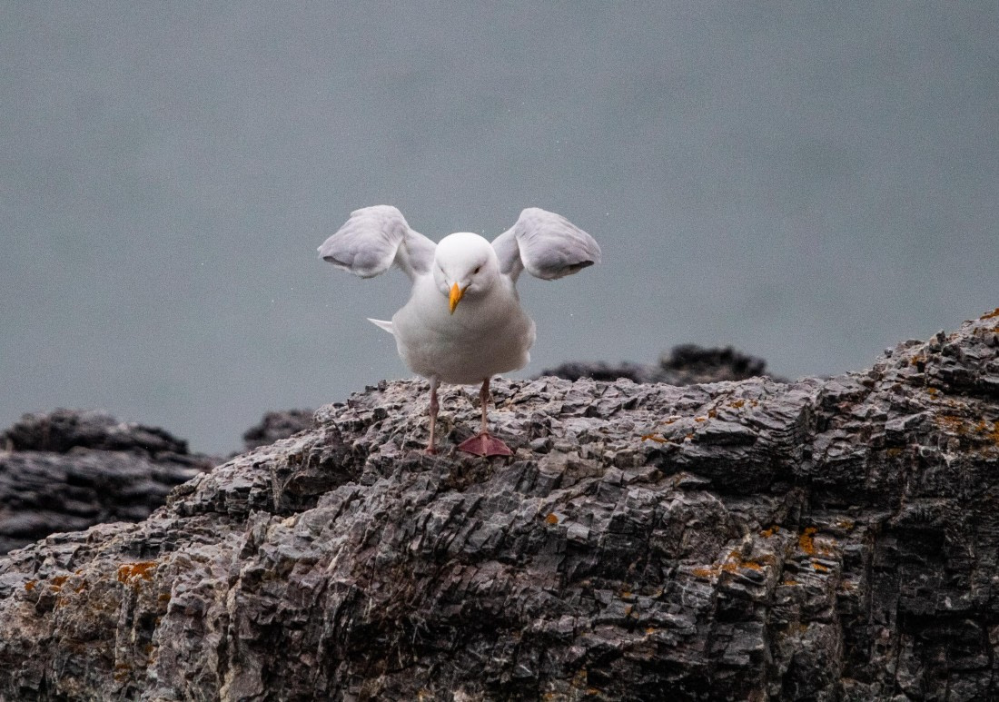 PLA04-24, Day 6, IMG_6052 © Unknown photographer - Oceanwide Expeditions.jpg