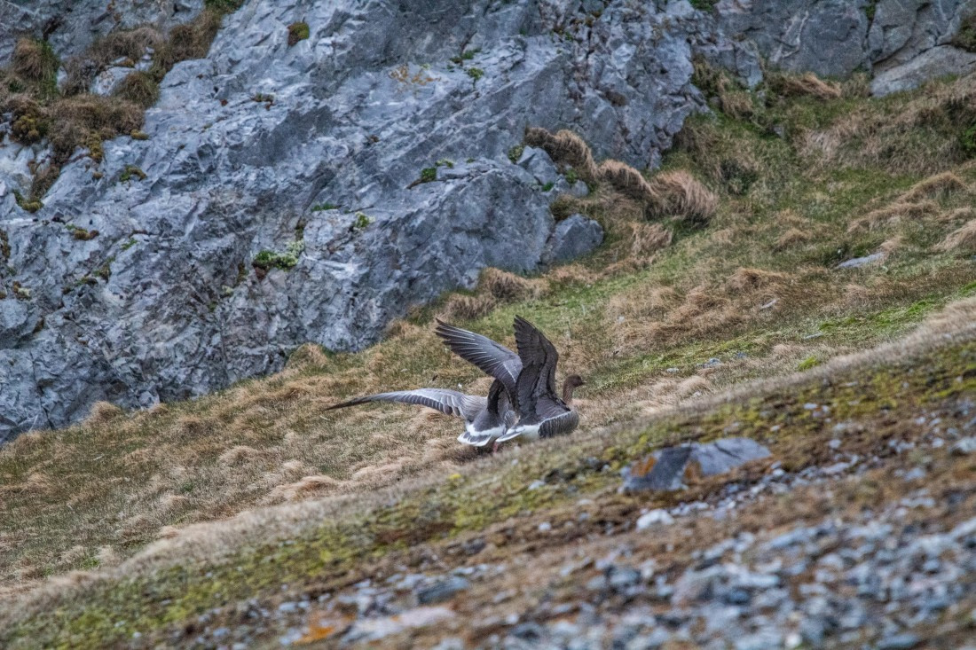 PLA04-24, Day 6, IMG_6056 © Unknown photographer - Oceanwide Expeditions.jpg