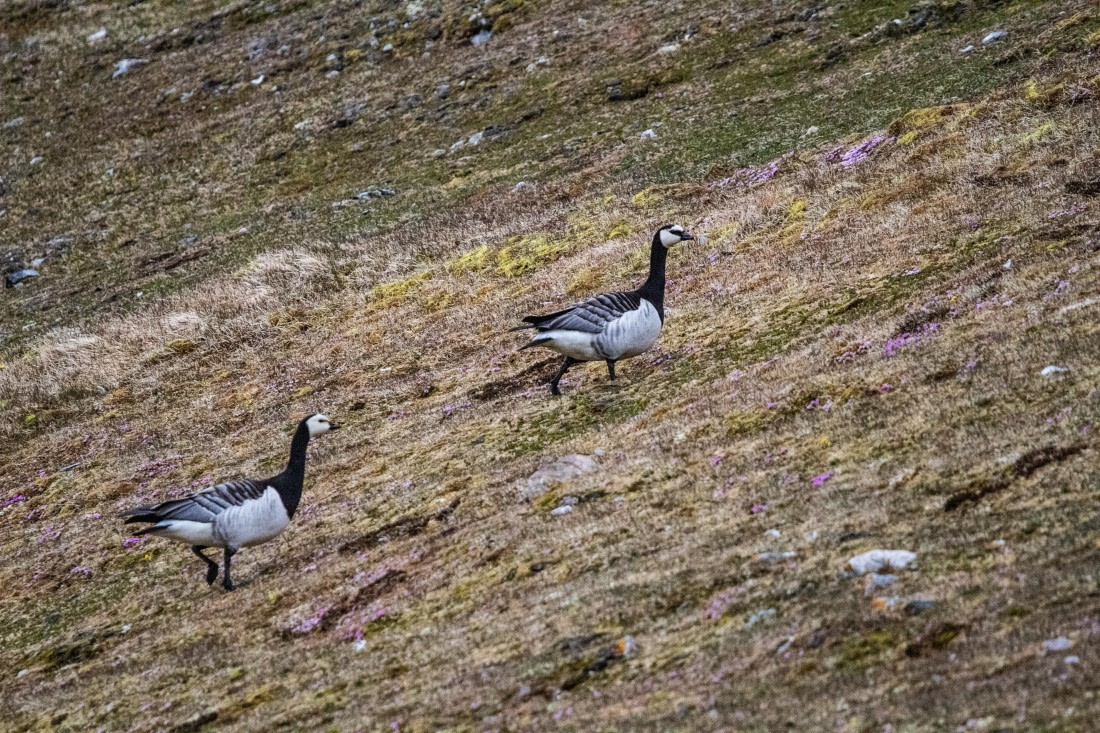 PLA04-24, Day 6, IMG_6065 © Unknown photographer - Oceanwide Expeditions.jpg