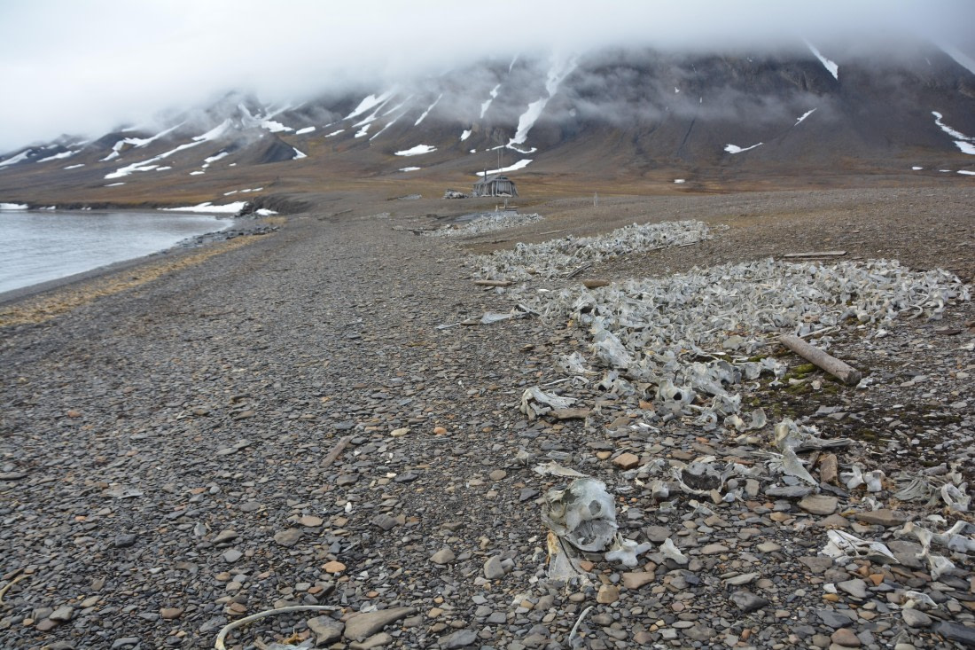 PLA04-24, Day 7, DSC_0615 © Paolo Bellezze - Oceanwide Expeditions.jpg