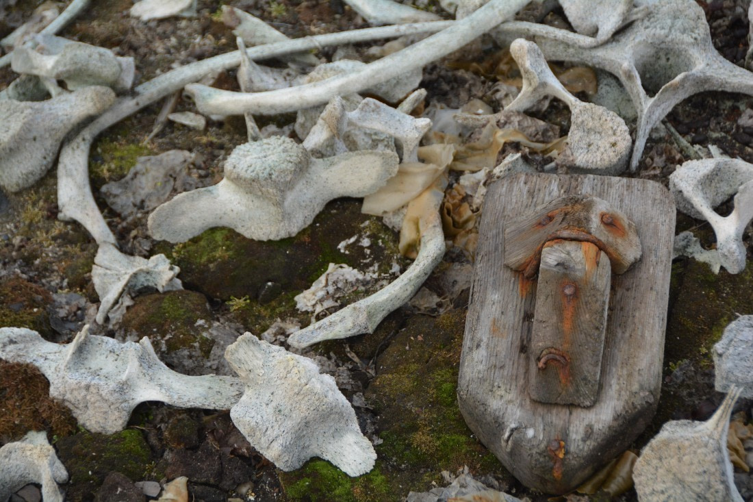 PLA04-24, Day 7, DSC_0616 © Paolo Bellezze - Oceanwide Expeditions.jpg