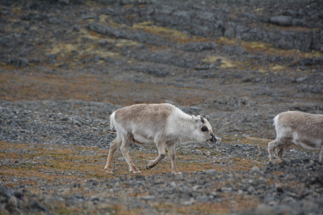 PLA04-24, Day 7, DSC_0651 © Paolo Bellezze - Oceanwide Expeditions.jpg