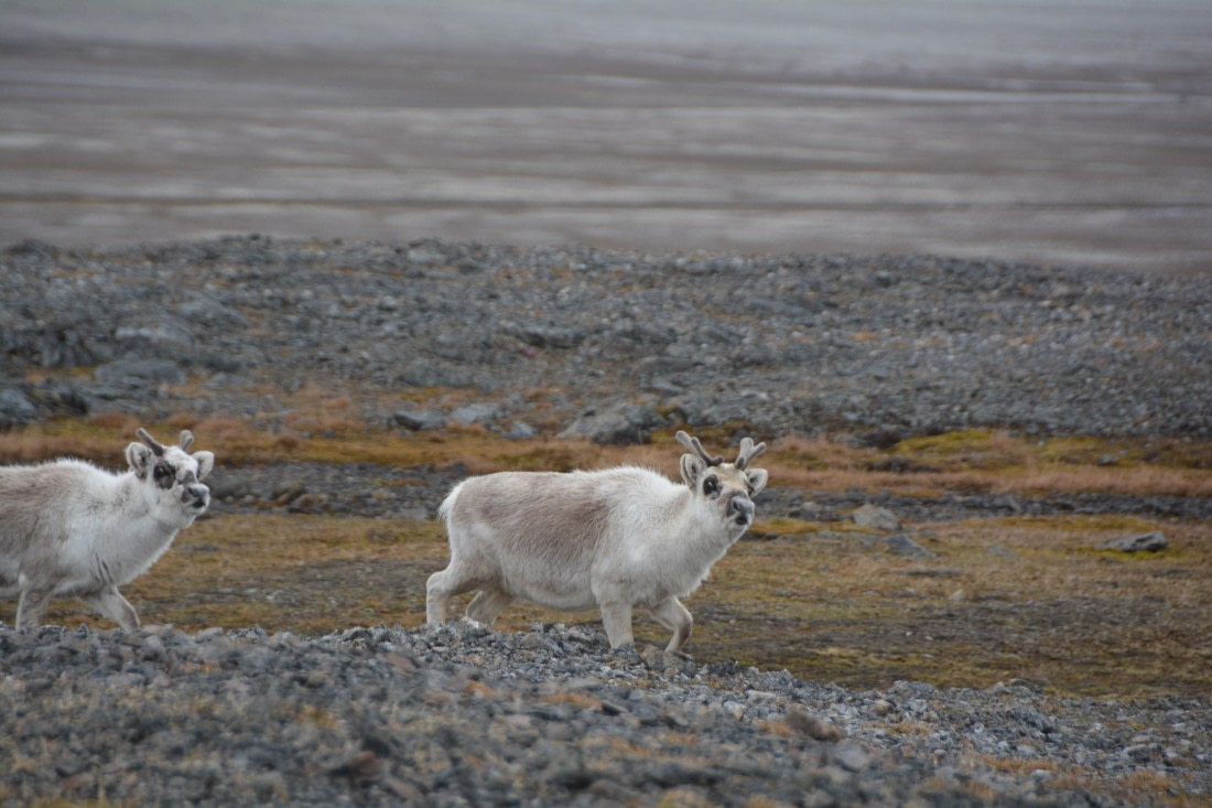 PLA04-24, Day 7, DSC_0652 © Paolo Bellezze - Oceanwide Expeditions.jpg