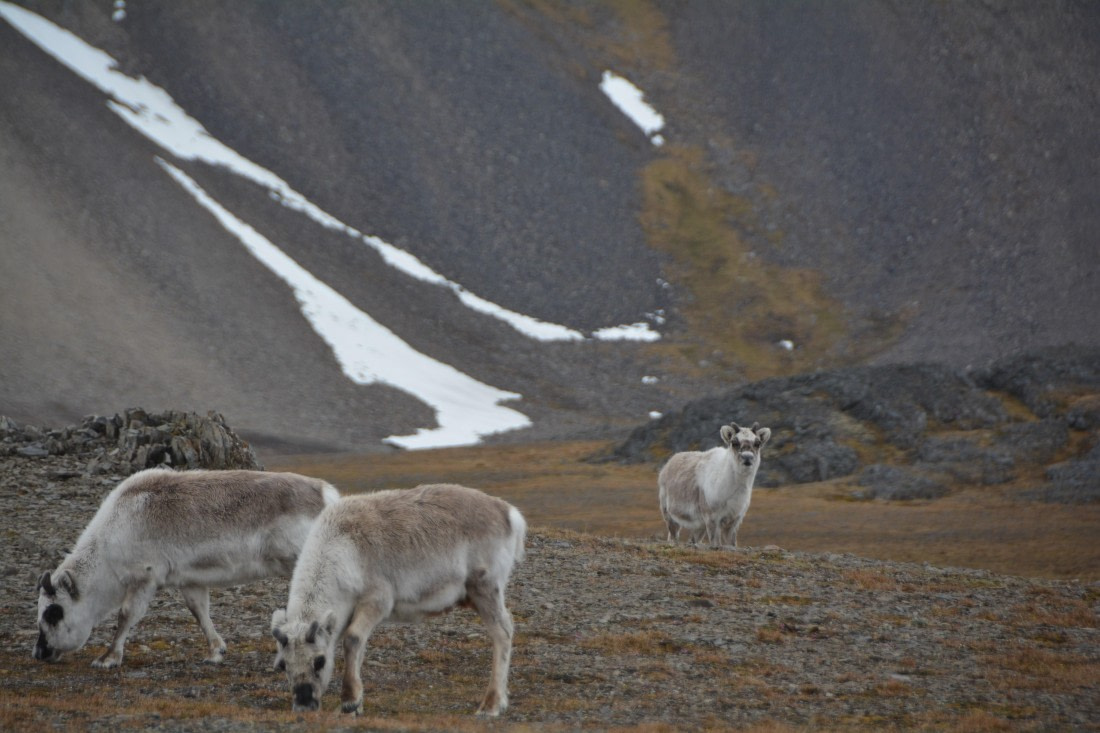PLA04-24, Day 7, DSC_0660 © Paolo Bellezze - Oceanwide Expeditions.jpg
