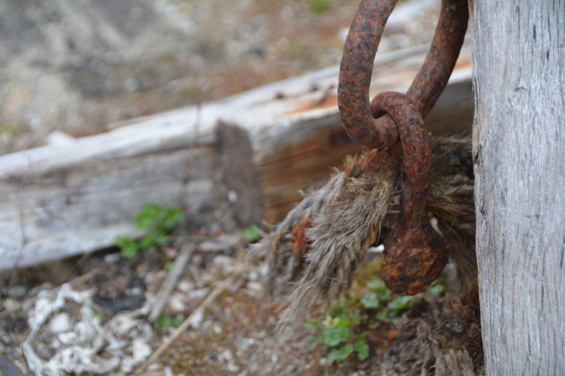 PLA04-24, Day 7, DSC_0684 © Paolo Bellezze - Oceanwide Expeditions.jpg