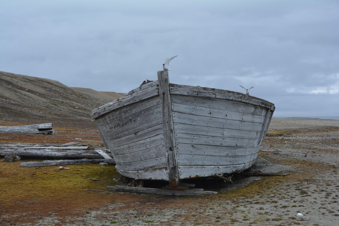 PLA04-24, Day 7, DSC_0708 © Paolo Bellezze - Oceanwide Expeditions.jpg