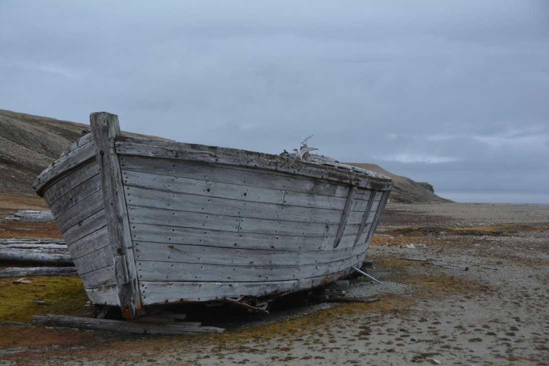 PLA04-24, Day 7, DSC_0710 © Paolo Bellezze - Oceanwide Expeditions.jpg