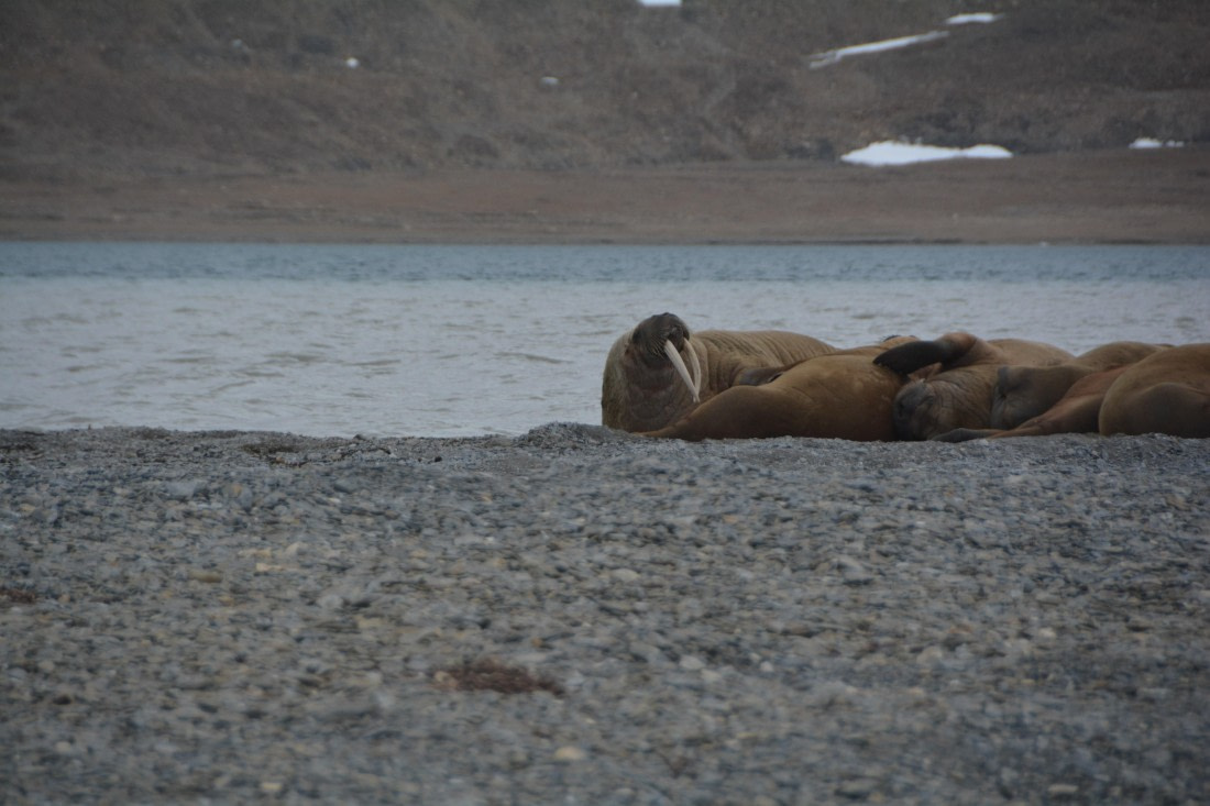 PLA04-24, Day 7, DSC_0725 © Paolo Bellezze - Oceanwide Expeditions.jpg