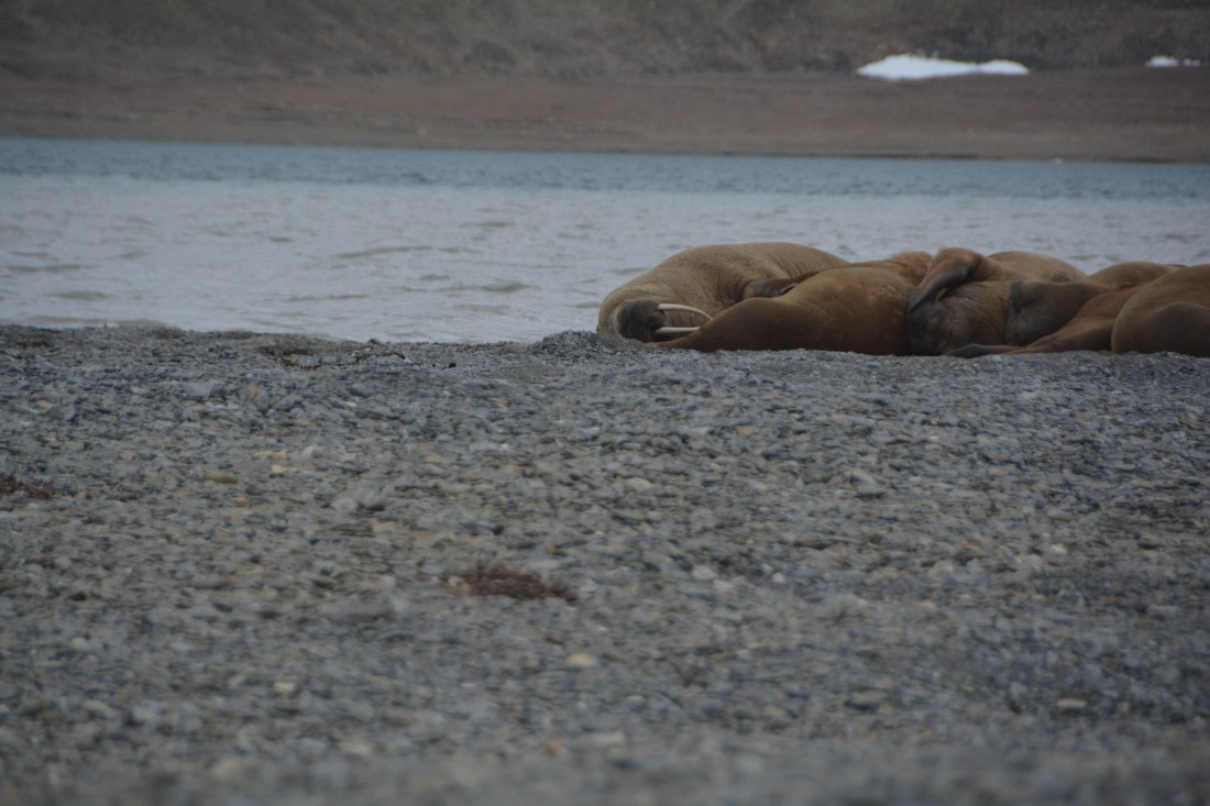 PLA04-24, Day 7, DSC_0726 © Paolo Bellezze - Oceanwide Expeditions.jpg