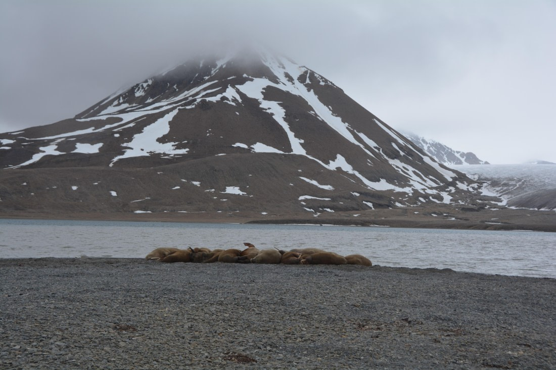 PLA04-24, Day 7, DSC_0730 © Paolo Bellezze - Oceanwide Expeditions.jpg
