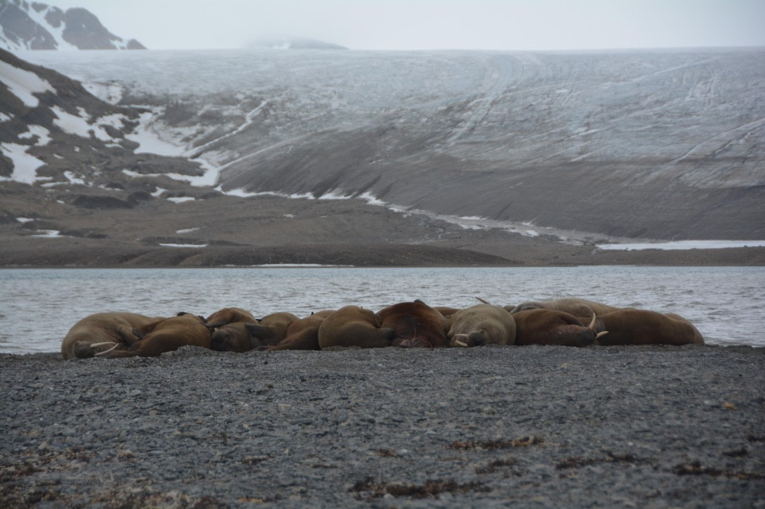 PLA04-24, Day 7, DSC_0744 © Paolo Bellezze - Oceanwide Expeditions.jpg