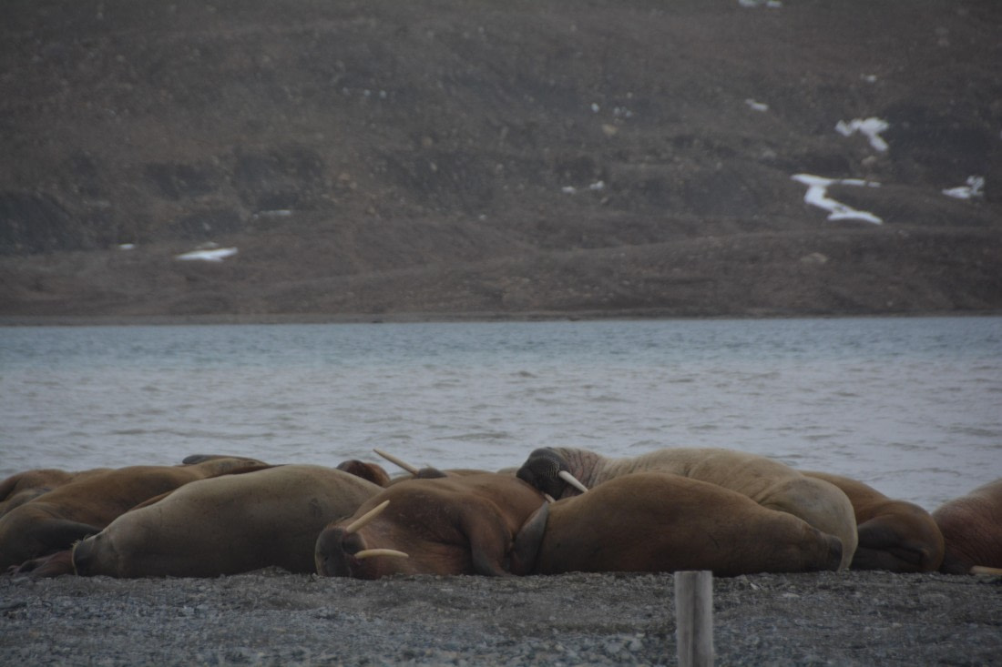 PLA04-24, Day 7, DSC_0751 © Paolo Bellezze - Oceanwide Expeditions.jpg