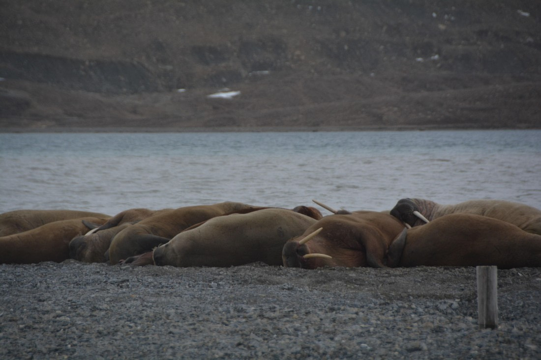 PLA04-24, Day 7, DSC_0753 © Paolo Bellezze - Oceanwide Expeditions.jpg