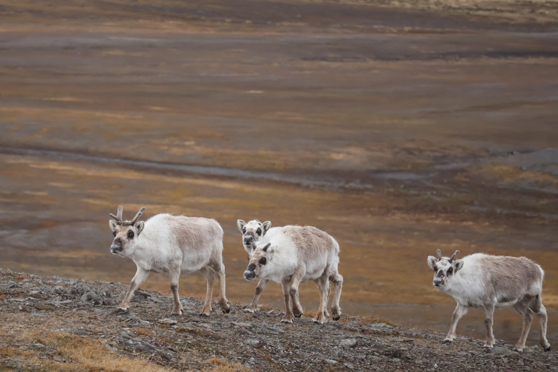 PLA04-24, Day 7, IMG_8927 © Beth Hitchcock - Oceanwide Expeditions.JPG