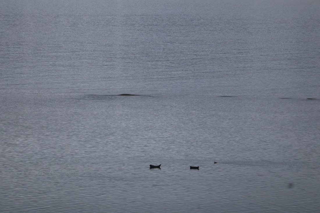 PLA04-24, Day 7, IMG_8954 © Beth Hitchcock - Oceanwide Expeditions.JPG