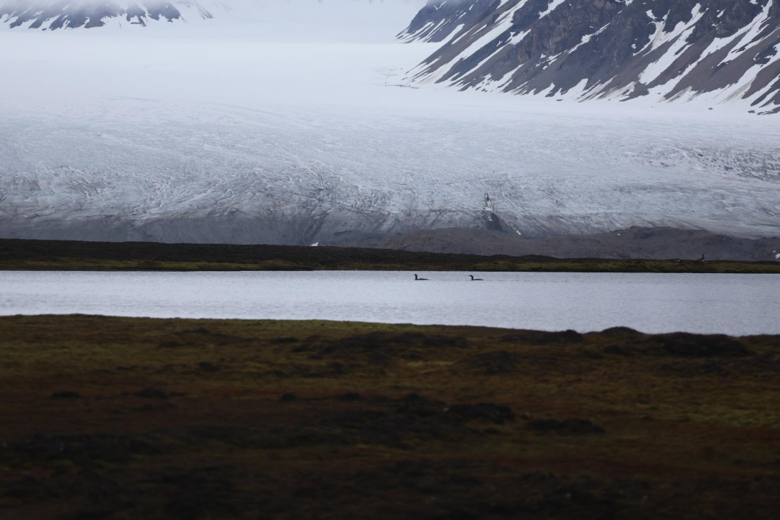 PLA04-24, Day 7, Red throated diver © Beth Hitchcock - Oceanwide Expeditions.JPG