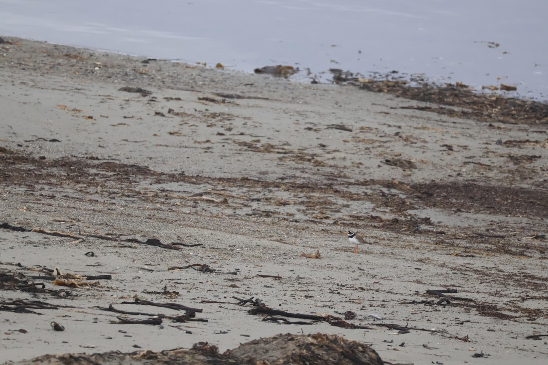 PLA04-24, Day 7, Ringed Plover © Beth Hitchcock - Oceanwide Expeditions.JPG