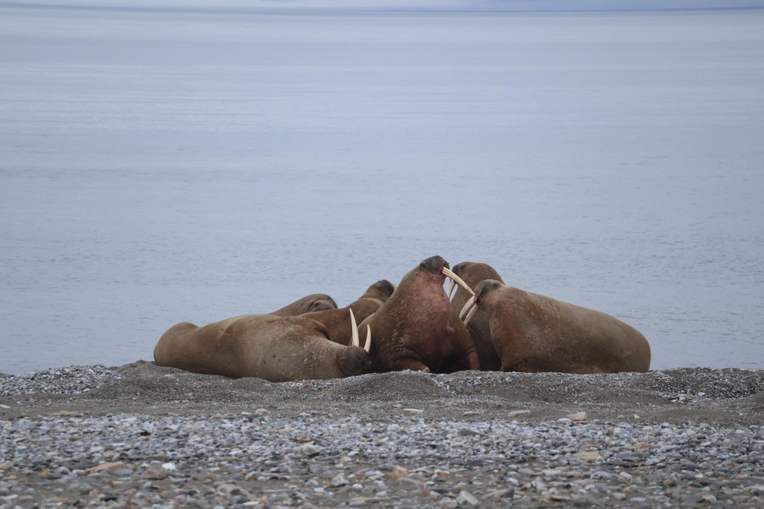 PLA04-24, Day 7, Walrus © Beth Hitchcock - Oceanwide Expeditions.JPG