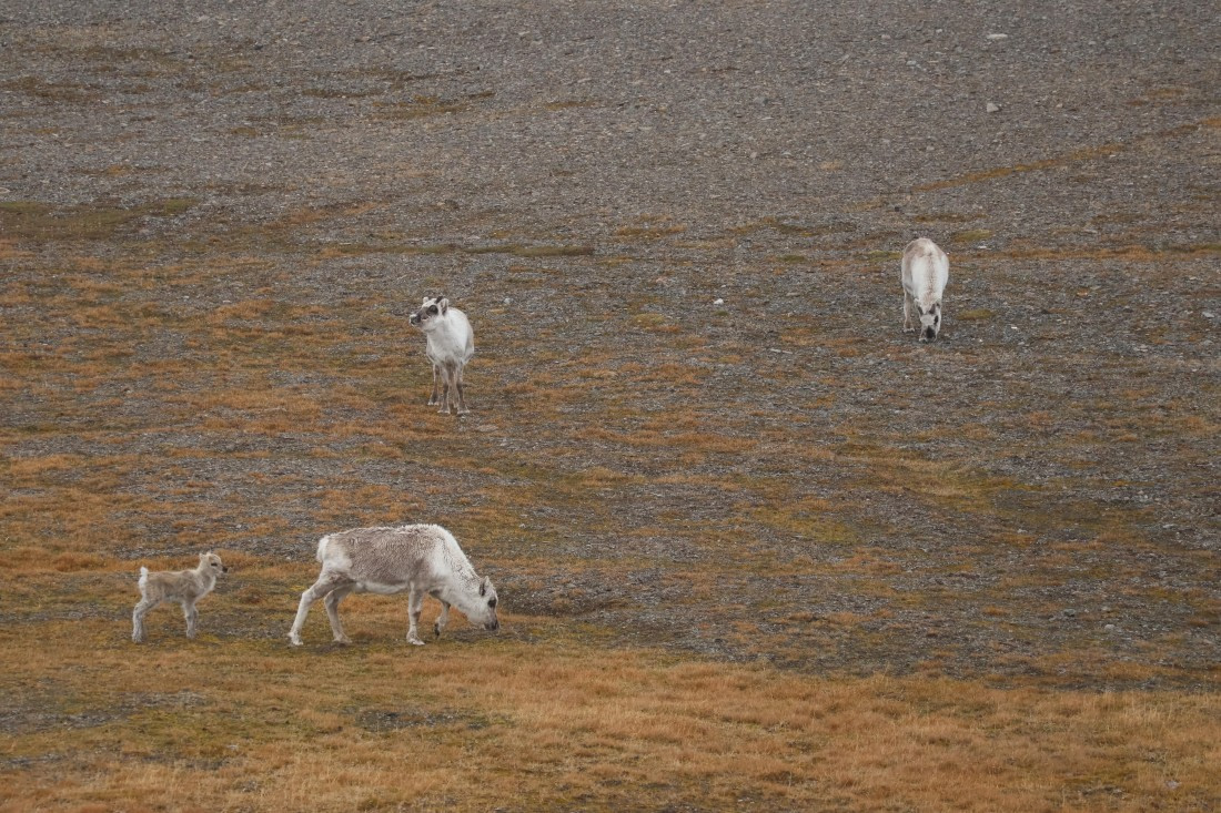 PLA04-24, Day 7, Young Reindeer © Beth Hitchcock - Oceanwide Expeditions.JPG
