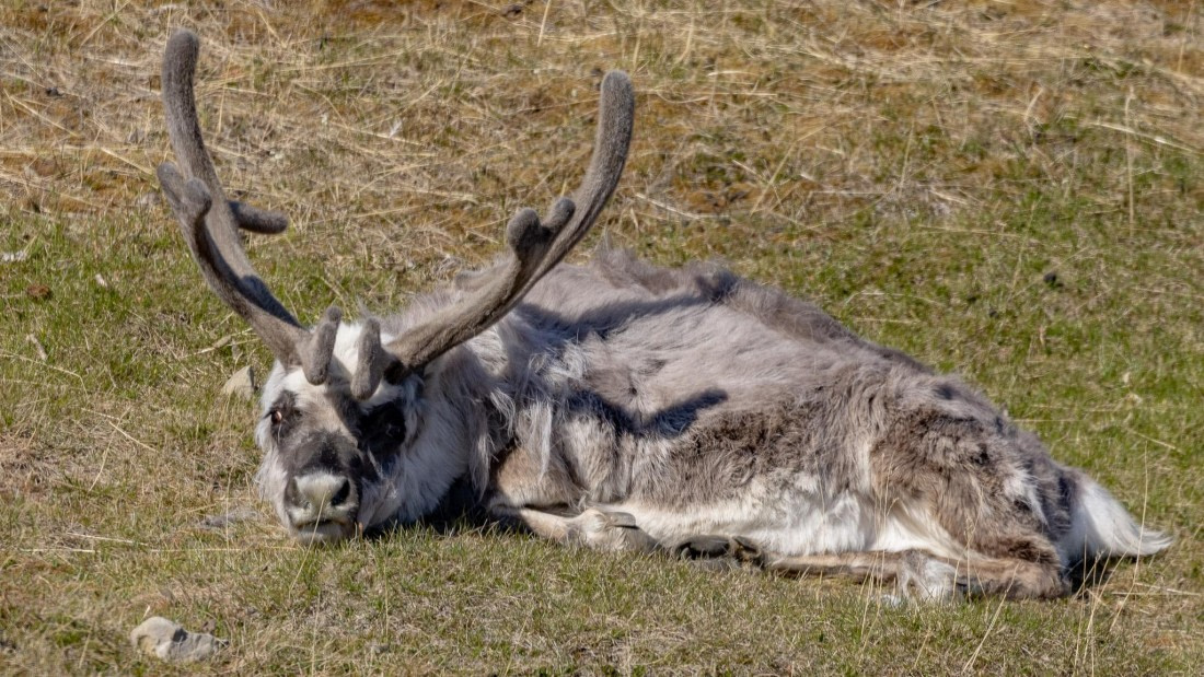 HDS05-24, Day 1, 4Q9A7950 © Katlyn Taylor - Oceanwide Expeditions.jpeg