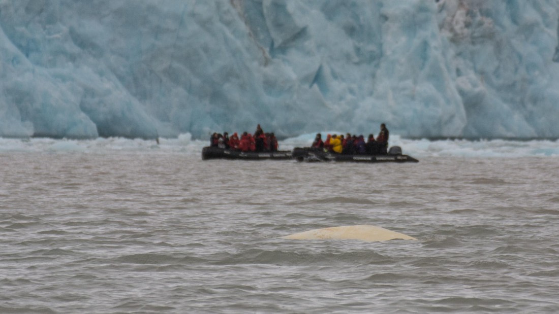 HDS05-24, Day 3, _DSC4095 © Unknown photographer - Oceanwide Expeditions.jpg