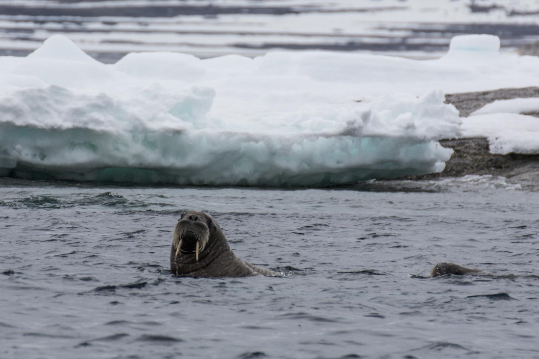 HDS05-24, Day 4, _DSC4144 © Unknown photographer - Oceanwide Expeditions.jpg