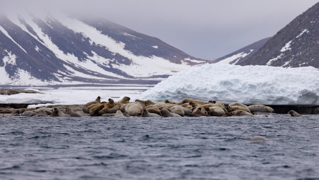 HDS05-24, Day 4, 4Q9A8618 © Katlyn Taylor - Oceanwide Expeditions.jpg