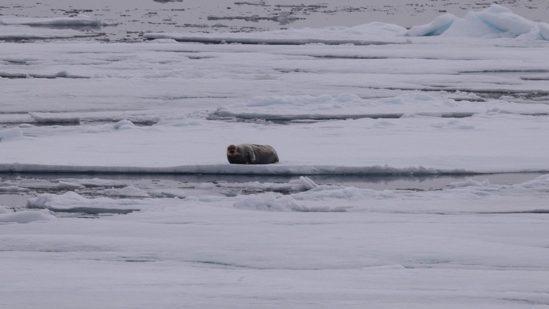 HDS05-24, Day 5, 4Q9A8748 © Katlyn Taylor - Oceanwide Expeditions.jpeg