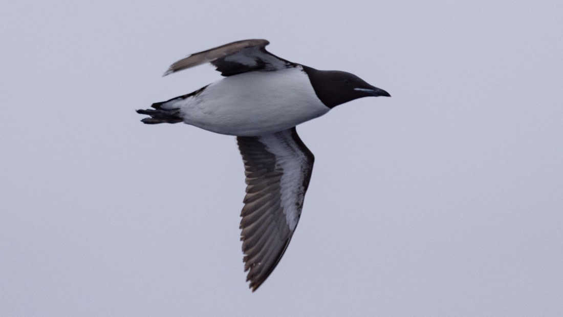 HDS05-24, Day 5, 4Q9A8846 © Katlyn Taylor - Oceanwide Expeditions.jpeg
