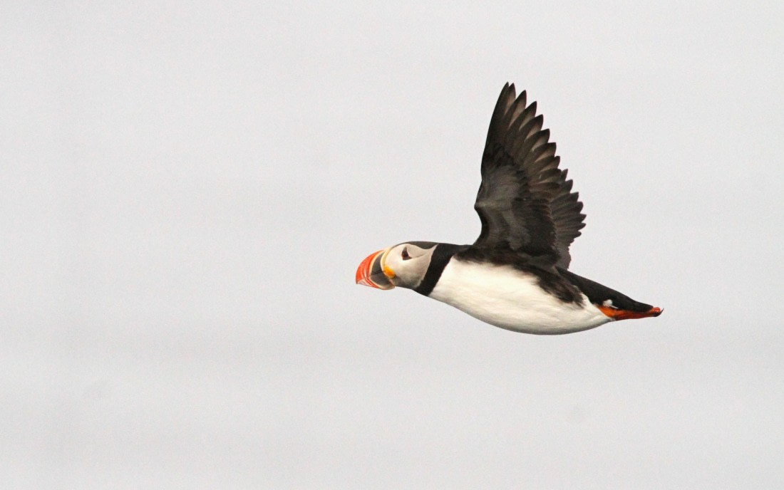 HDS05-24, Day 5, IMG_1469 © Simon Davies - Oceanwide Expeditions.JPG